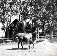 Thumbnail for 'Miller Ranch horses'