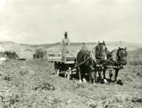 Thumbnail for 'Potato harvest on Bobson Ranch'