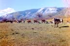 Thumbnail for 'Cattle on Brush Creek'