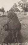 Thumbnail for 'Nehi bear at Point Lookout Camp- Mancos, Colo.'