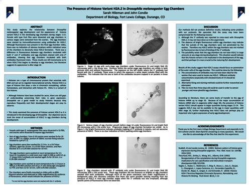 Thumbnail for 'The Presence of Histone Variant H2A.Z in Drosophila Melanogaster Egg Chambers'