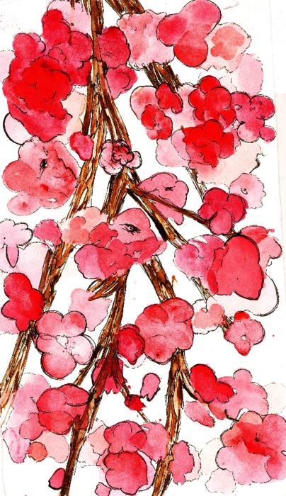 Thumbnail for 'Cherry Blossom'