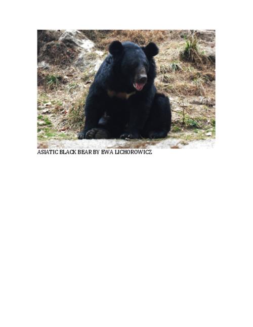 Thumbnail for 'Asiatic Black Bear'