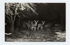 Thumbnail for 'Photo Flash of Deer at Night in Animas Valley - Durango, Colo.'