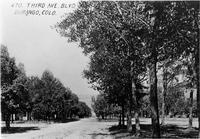 Thumbnail for 'Trees Alongside the Boulevard Near 470 E. 3rd Ave. (Durango, Colo.)'