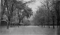 Thumbnail for 'Trees Along Snowy E. 3rd Ave. (Durango, Colo.)'