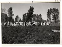 Thumbnail for 'Procession at the Bayfield (Colo.) Fair'