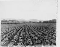 Thumbnail for 'Lettuce Field (Upper Rio Grande/San Luis Valley, Colo.)'