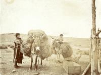 Thumbnail for 'Indian Woman Tying Straw to a Mule's Back'