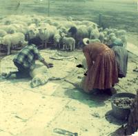 Thumbnail for 'Navajo Indians Shearing Sheep (1)'