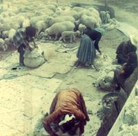 Thumbnail for 'Navajo Indians Shearing Sheep (2)'