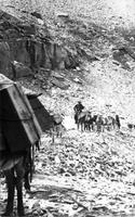 Thumbnail for 'Man Leading Horses Traveling on a Rocky Trail'