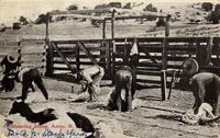 Thumbnail for 'Shearing Sheep at the Denver and Rio Grande Stock Yard (Aztec, N.M.)'