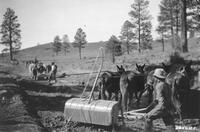CCC laborers on Glade Truck Trail 