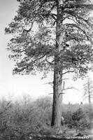 Thumbnail for '59 inch DBH, 5 and a half log ponderosa pine, 5590 BF, Glade'