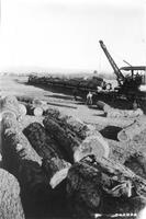 American loader loading trainload of logs NW of Dolores - 14