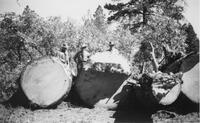 Thumbnail for 'Montezuma NF - pine logs ready to be loaded and hauled to'
