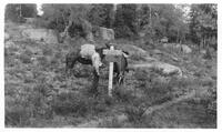 Thumbnail for 'Assistant Supervisor Paul Lundell inspecting signs on Pine R'