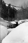 Thumbnail for 'Elk in Cascade Creek, near Durango, Colo.'