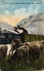 Thumbnail for 'Mountain sheep feeding during winter (Ouray, Colo.)'