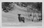Thumbnail for 'Mountain sheep (Ouray, Colo.)'