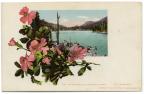 Thumbnail for 'Wild Rose, a Colorado wild flower'
