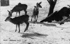 Thumbnail for 'Deer (Durango, Colo.)'
