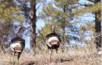 Thumbnail for 'Turkey Trot, Durango, Colorado'