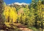 Thumbnail for 'Yellow aspen from Bear Creek Falls Road near Telluride, Colorado'