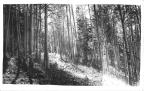 Thumbnail for 'Autumn woods at Rico, Colorado'