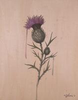 Recollected Thistle