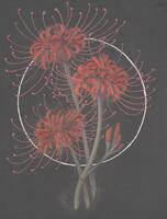 Red Spider Lilies