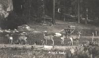 Thumbnail for 'Herd of Deer'