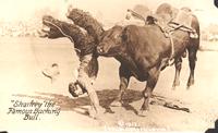 Thumbnail for 'Sharkey the Famous Bucking Bull'