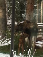 Thumbnail for 'Moose & Calf at Vail Public Library: Mary McDougall Photo'