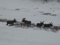 Thumbnail for 'Four Bull Moose in Winter - Piney Lake Drainage: DOW Bill Andree Photo'