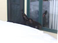 Thumbnail for 'West Vail Moose - Removed Through House: DOW Bill Andree Photo'