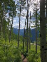 Thumbnail for 'Piney Lake Trail through Aspen - Gore Range'