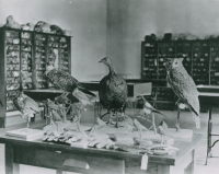 Thumbnail for 'An aviary exhibit in Taylor Hall's Hurst Museum, circa 1950s.'