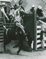 Thumbnail for 'A Western Rodeo Club contestant leaves the chute, 1970s'